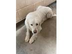 Adopt Scarlett a Great Pyrenees dog in Windsor, CO (41396723)