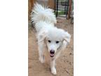 Adopt Rhett a Great Pyrenees dog in Windsor, CO (41391305)