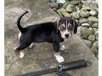 Adopt Ace a Tricolor (Tan/Brown & Black & White) Beagle / Mixed dog in Paramus
