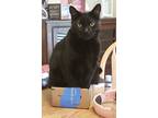 Adopt Sebastian a All Black Bombay / Mixed (short coat) cat in Hillsboro