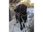 Adopt Lacey a Black - with White Basset Hound / Labrador Retriever / Mixed dog