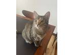 Adopt Butters a Tortoiseshell Domestic Shorthair / Mixed (short coat) cat in