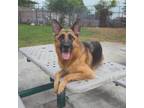 Adopt Raven a Red/Golden/Orange/Chestnut German Shepherd Dog / Mixed dog in San