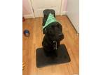 Adopt Shadow a Black Labrador Retriever / Mixed dog in Durham, NC (41396729)