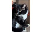 Adopt Tux a Black & White or Tuxedo American Shorthair / Mixed (short coat) cat