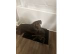 Adopt Molly a Brown/Chocolate Labrador Retriever / Mixed dog in Fuquay Varina