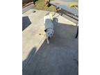 Adopt Bingo a White Shar Pei / Husky / Mixed dog in Anaheim, CA (41396669)
