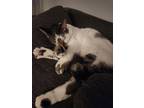 Adopt Peno a White (Mostly) Domestic Shorthair / Mixed (short coat) cat in