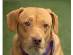 Adopt Gremlin a Tan/Yellow/Fawn Mixed Breed (Medium) / Mixed dog in Cleveland