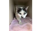 Adopt Taco (Not Available) a White Domestic Shorthair / Domestic Shorthair /