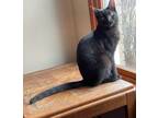 Adopt Wyatt a All Black Domestic Shorthair (short coat) cat in Chicago Ridge