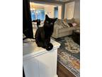 Adopt Kitkat a All Black American Shorthair / Mixed (medium coat) cat in Largo