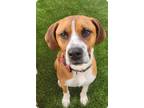 Adopt Kash Local a Tan/Yellow/Fawn - with White Hound (Unknown Type) / Boxer /