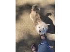 Adopt Eddie a Tan/Yellow/Fawn Cairn Terrier / Terrier (Unknown Type