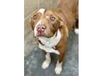 Adopt Darby a Red/Golden/Orange/Chestnut American Pit Bull Terrier / Mixed dog