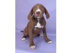 Adopt Kaylee a Brown/Chocolate Golden Retriever / Bloodhound / Mixed (short