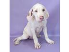 Adopt Kilmer a White Retriever (Unknown Type) / Mixed dog in Morton Grove