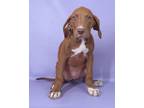 Adopt Karissa a Brown/Chocolate Retriever (Unknown Type) / Mixed dog in Morton