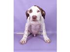 Adopt Kirk a White Retriever (Unknown Type) / Mixed dog in Morton Grove