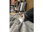 Adopt Fil a Calico or Dilute Calico American Shorthair / Mixed (short coat) cat