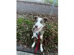 Adopt Ghost a White - with Brown or Chocolate Border Collie / Mixed dog in
