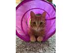Adopt Tarzan a Orange or Red Tabby Domestic Shorthair / Mixed (short coat) cat