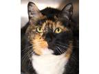 Adopt Ally a All Black Manx / Domestic Shorthair / Mixed cat in Winchester