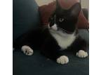 Adopt Mr. Pibbs a Black & White or Tuxedo Domestic Shorthair / Mixed (short