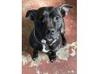 Adopt Nina a Black - with White American Staffordshire Terrier / Mixed dog in