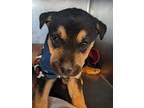 Adopt Calista a Black Australian Shepherd / Mixed Breed (Medium) / Mixed (short