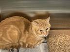 Adopt Leo a Orange or Red Domestic Shorthair / Mixed Breed (Medium) / Mixed
