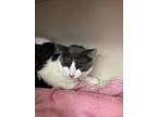 Adopt Havana (Not available) a White Domestic Shorthair / Domestic Shorthair /