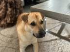 Adopt Cashew a Tan/Yellow/Fawn Labrador Retriever / Mixed dog in Fulshear