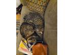 Adopt Lito & Gnomi a Brown Tabby Domestic Longhair / Mixed (long coat) cat in
