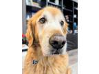 Adopt Summer a Tan/Yellow/Fawn Golden Retriever / Mixed dog in San Diego