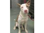 Adopt Cassie a American Staffordshire Terrier / Mixed dog in Raleigh