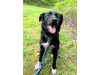 Adopt AUDREY a Black - with White Mixed Breed (Medium) / Mixed dog in Pegram