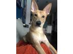 Adopt Bane a Tan/Yellow/Fawn - with White Carolina Dog / Mixed dog in South