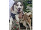 Adopt Frankie a Red/Golden/Orange/Chestnut - with White Husky / Mixed dog in Los