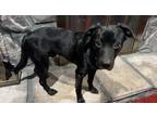 Adopt Astro a Black Labrador Retriever / Mixed dog in Nashville, TN (40400873)