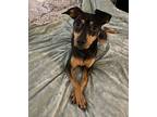 Adopt Roscoe a Black - with Tan, Yellow or Fawn Miniature Pinscher / Italian