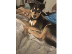 Adopt Lola a Black - with Tan, Yellow or Fawn Mutt / Rottweiler / Mixed dog in