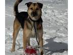 Adopt Rayne a Black - with Tan, Yellow or Fawn German Shepherd Dog / Mixed dog