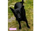 Adopt Andora a Black German Shepherd Dog / Mixed dog in Mt. Airy, MD (41396497)