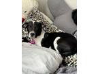 Adopt Ellie a Black - with White Catahoula Leopard Dog / American Pit Bull