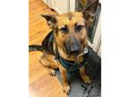Adopt Izzy a Black - with Tan, Yellow or Fawn German Shepherd Dog / Mixed dog in
