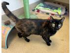 Adopt Cali a Tortoiseshell Domestic Shorthair (short coat) cat in Mission Viejo