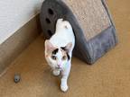 Adopt April a Calico or Dilute Calico Domestic Shorthair (short coat) cat in