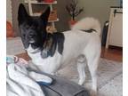 Adopt Zeus a White - with Black Akita / Mixed dog in Manhattan, KS (41396424)