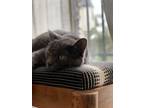 Adopt Thor a Gray, Blue or Silver Tabby Domestic Shorthair / Mixed (short coat)
